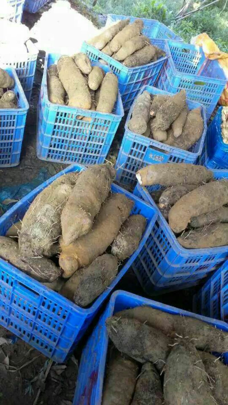 毛薯