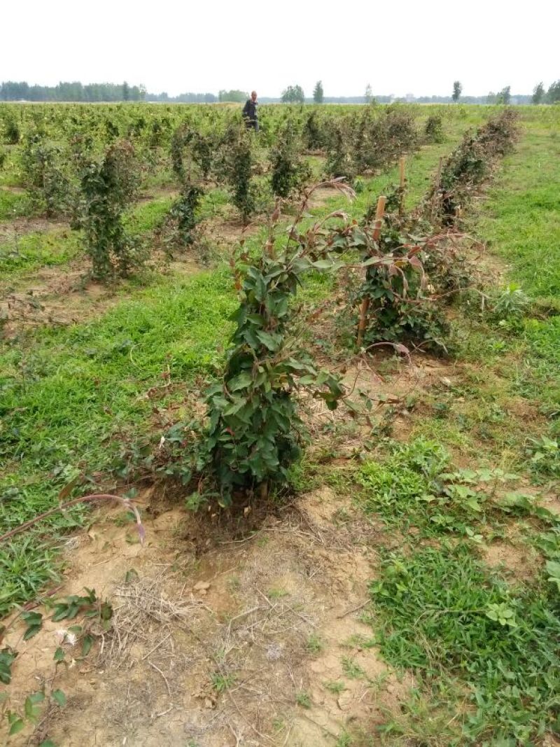 金银花优质金银花质量好
