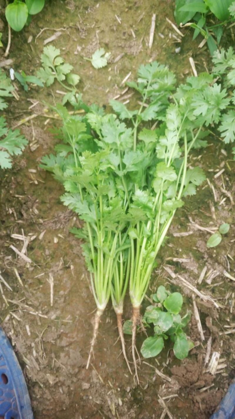 大叶菠菜