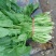 越冬菠菜20~25厘米