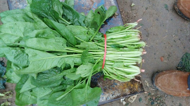 越冬菠菜20~25厘米