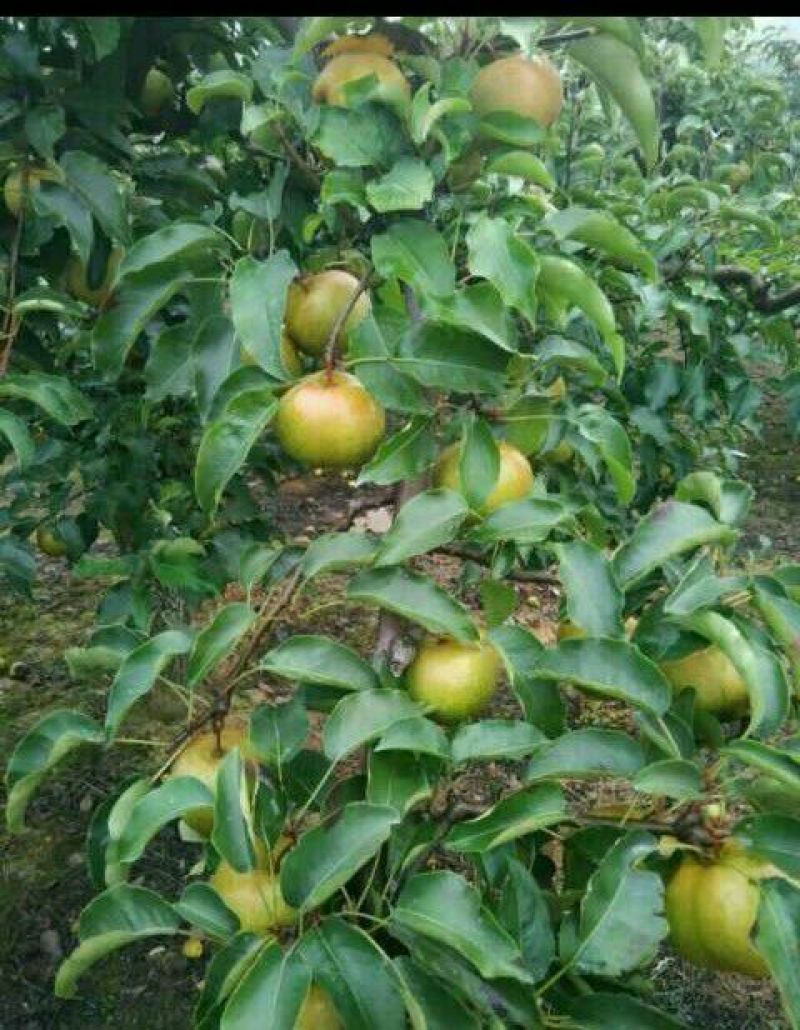 苹果梨200~250g光果