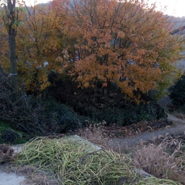 青枫10~19cm
