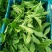 非洲冰草