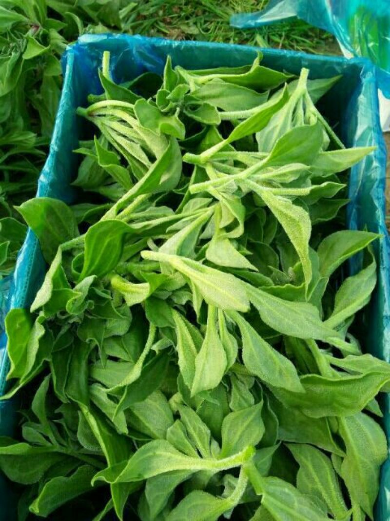 非洲冰草