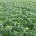 甘蓝1~2公斤，硬叶耐运，清秀无虫眼