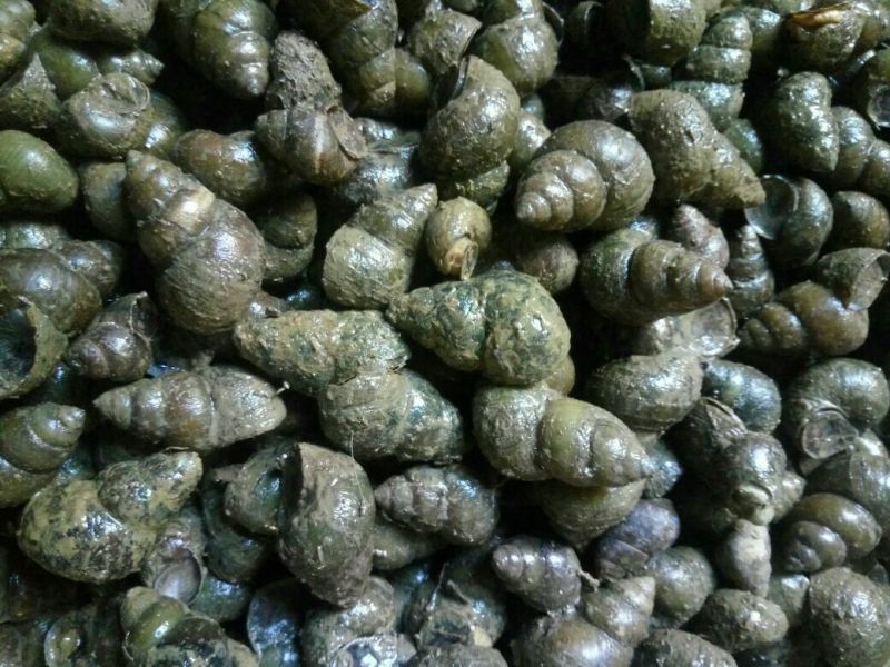 螺蛳食用鲜活