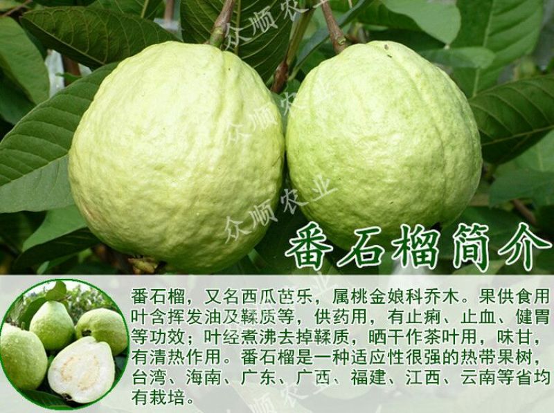 番石榴苗珍珠番石榴苗