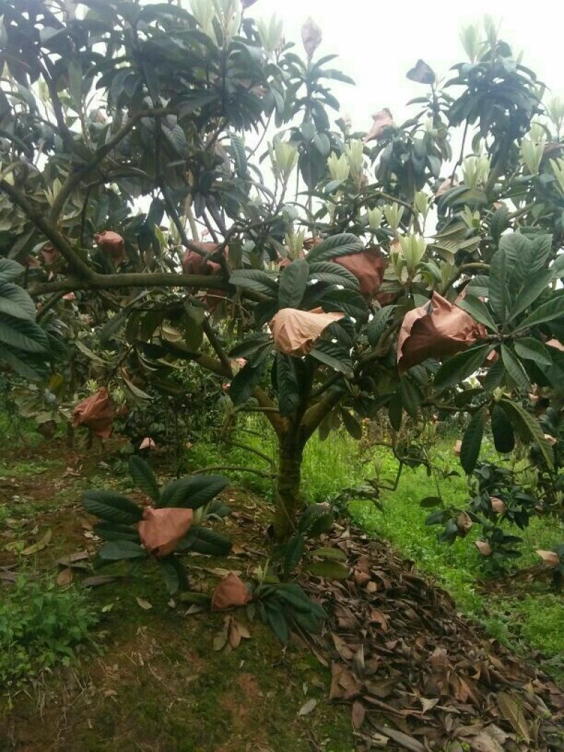枇杷树