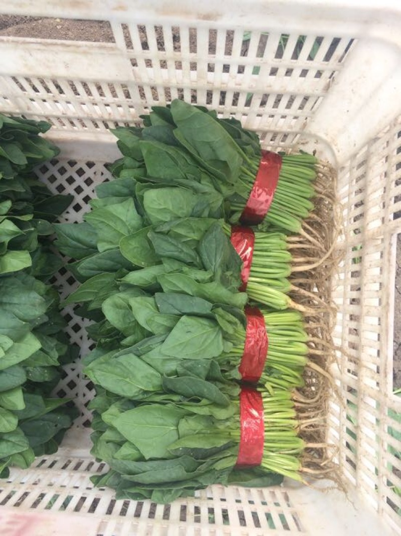 大叶菠菜