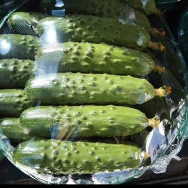 旱黄瓜18公分以下鲜花带刺