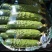 旱黄瓜18公分以下鲜花带刺