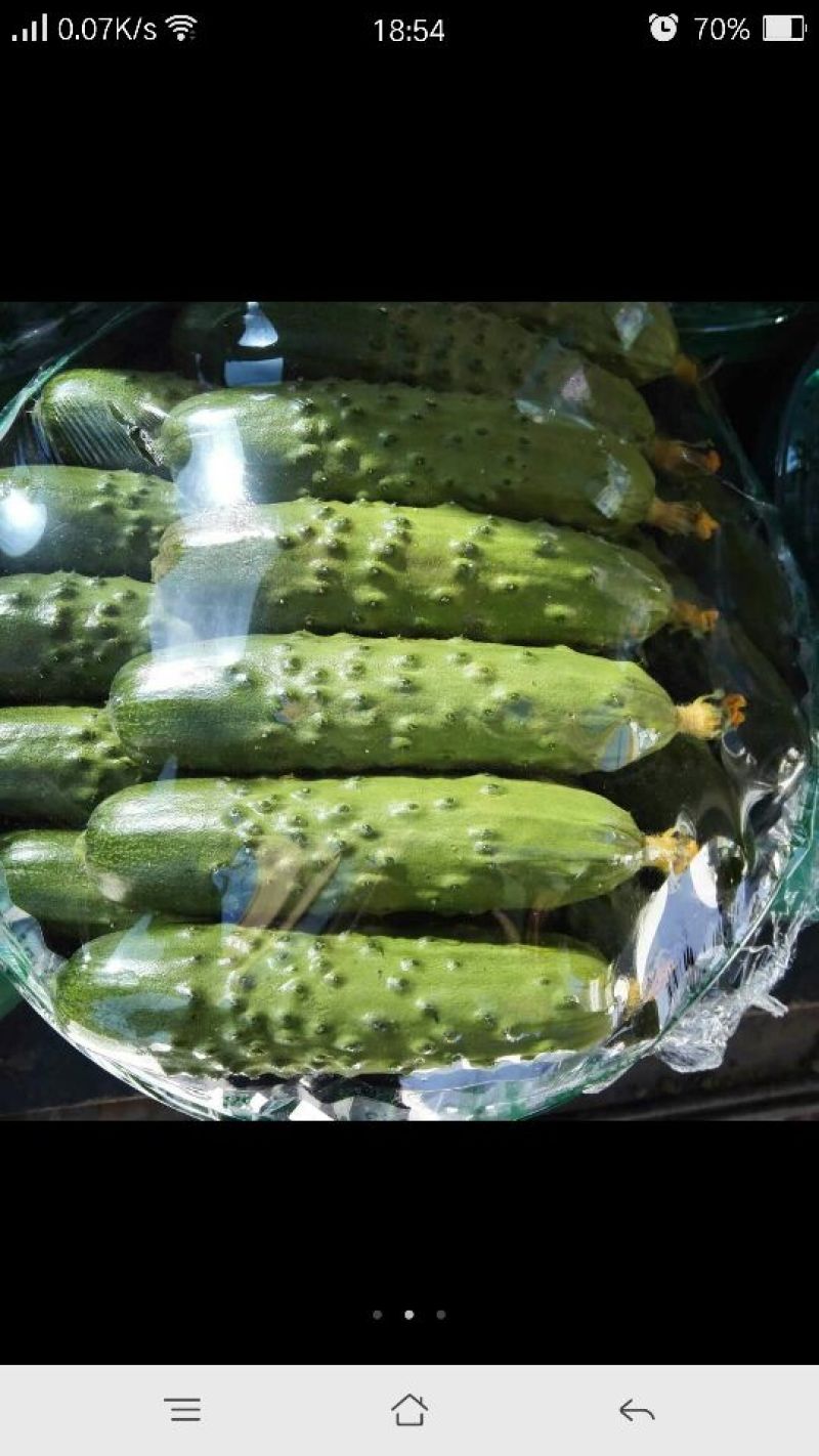 旱黄瓜18公分以下鲜花带刺