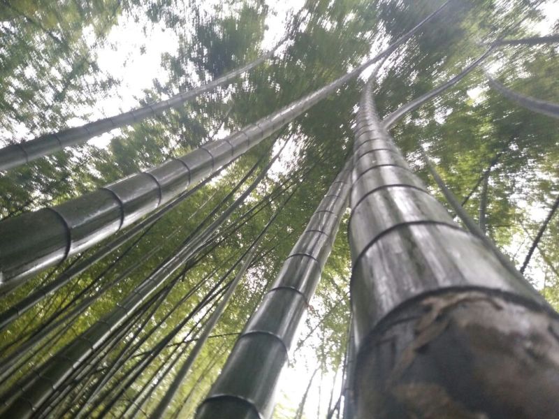楠竹
