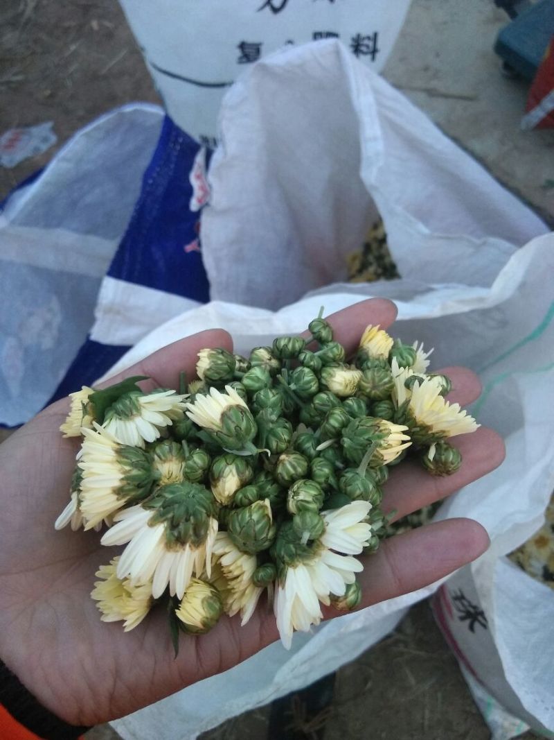 杭州白菊散装