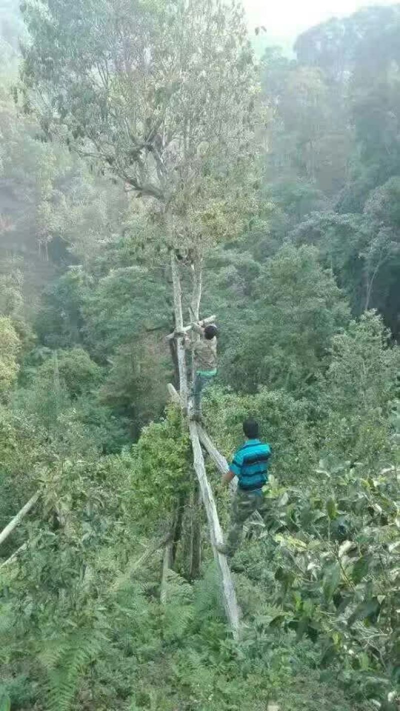 百年大树茶特级