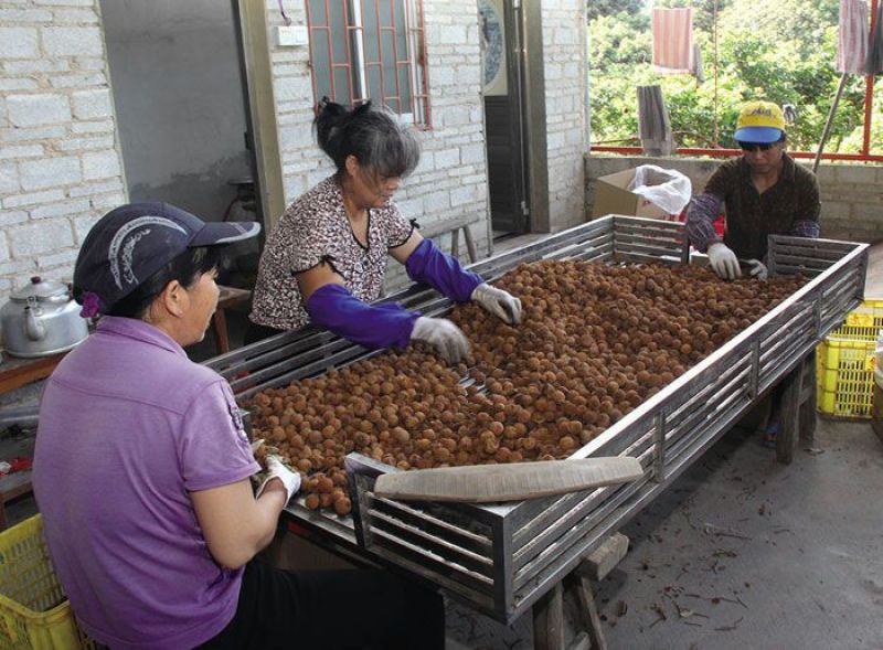 荔枝干福建荔枝干特价让利桂味黑叶荔枝小核