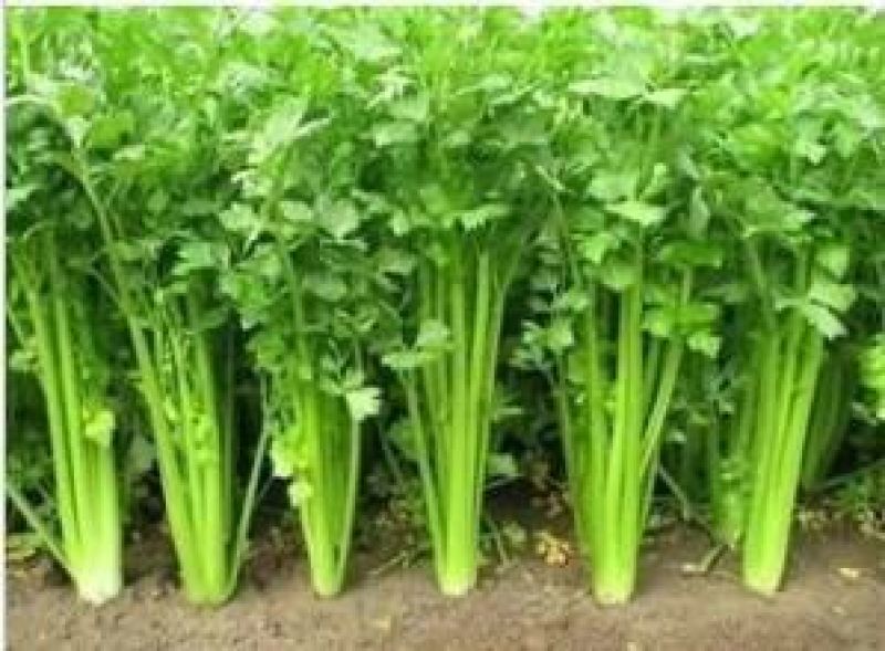 西芹60cm以上