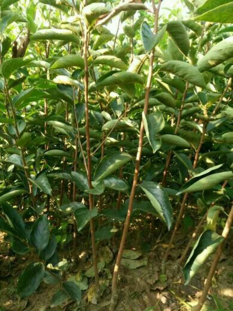 八月黄柿子树苗10~20cm
