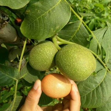 核桃树4~6cm4~6cm0.5~1米