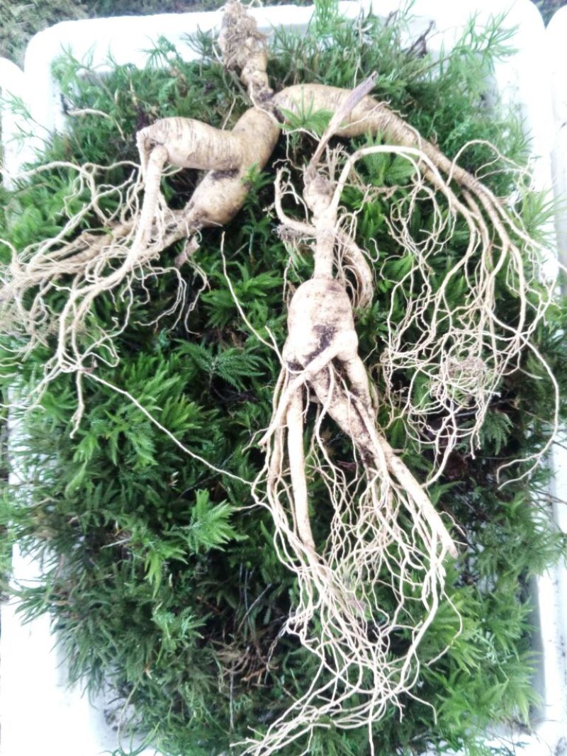 林下参