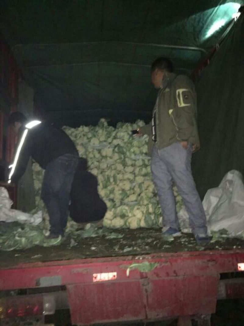 菜花2斤到3斤紧密乳白货源充足需要的联系