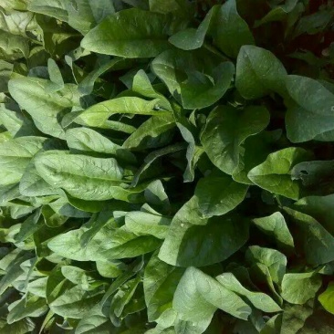 名门菠菜25~30厘米