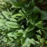 名门菠菜25~30厘米