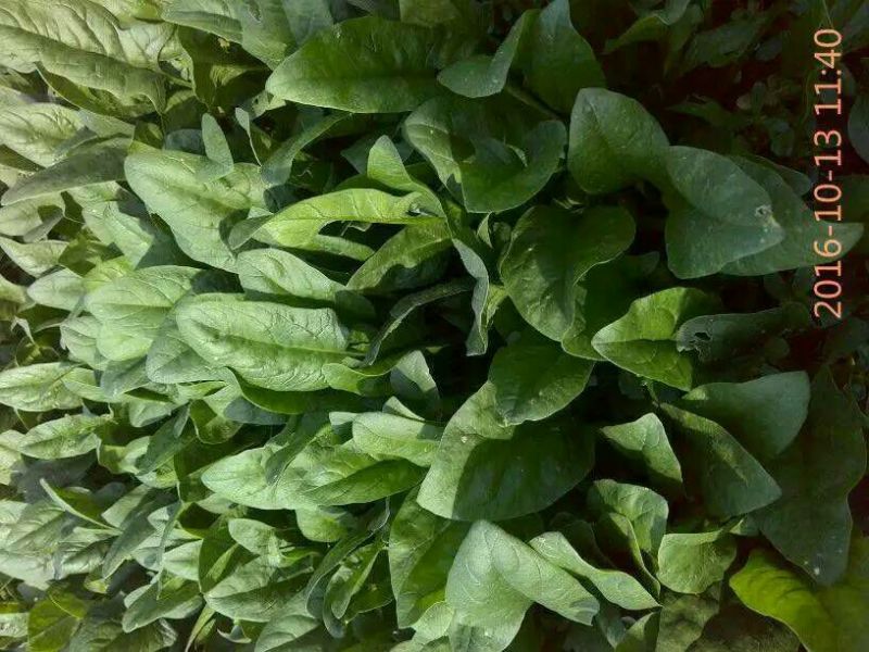 名门菠菜25~30厘米