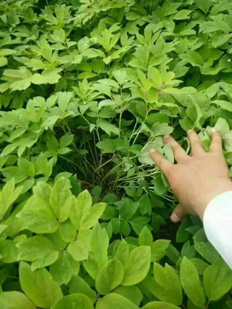 白术种子改良品种回收成品