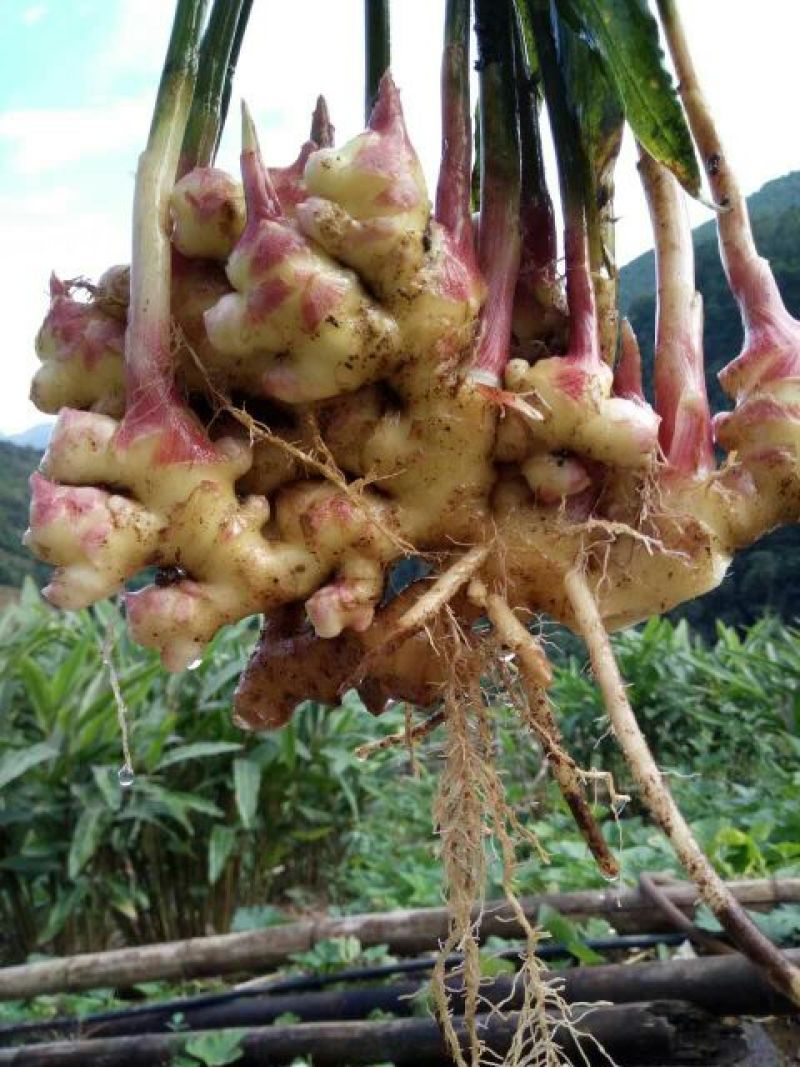 小黄姜