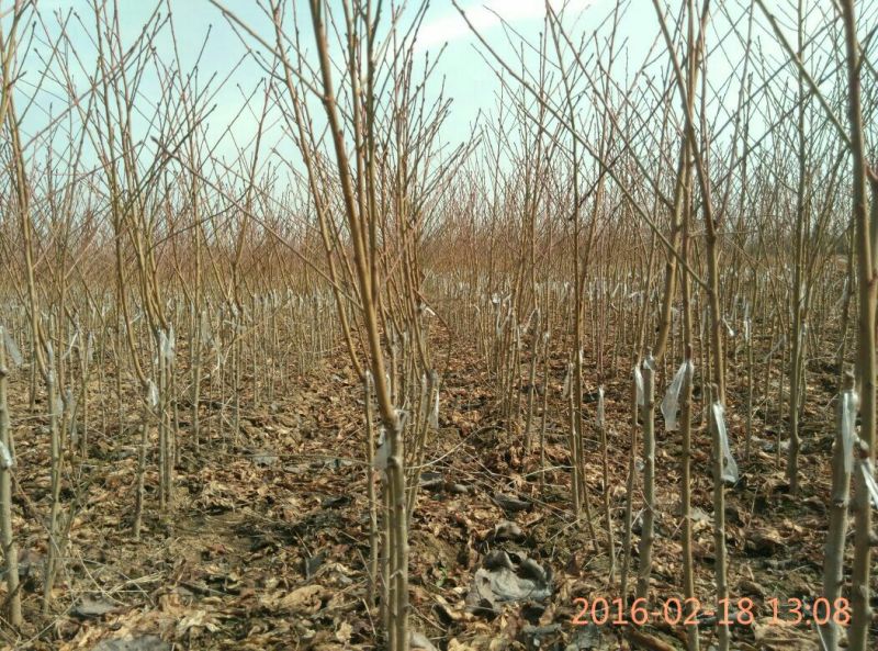 【桃树苗】80cm以上河南南阳苗木基地直供品质保证存活