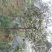 梨树苗150~200cm1~4cm