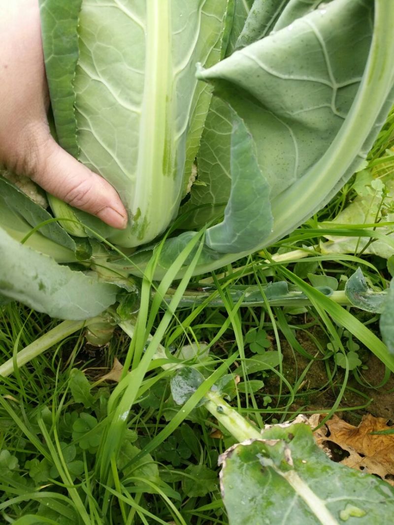 白花菜散装
