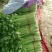芹菜40cm以上质量好，价格便宜，量大从优。