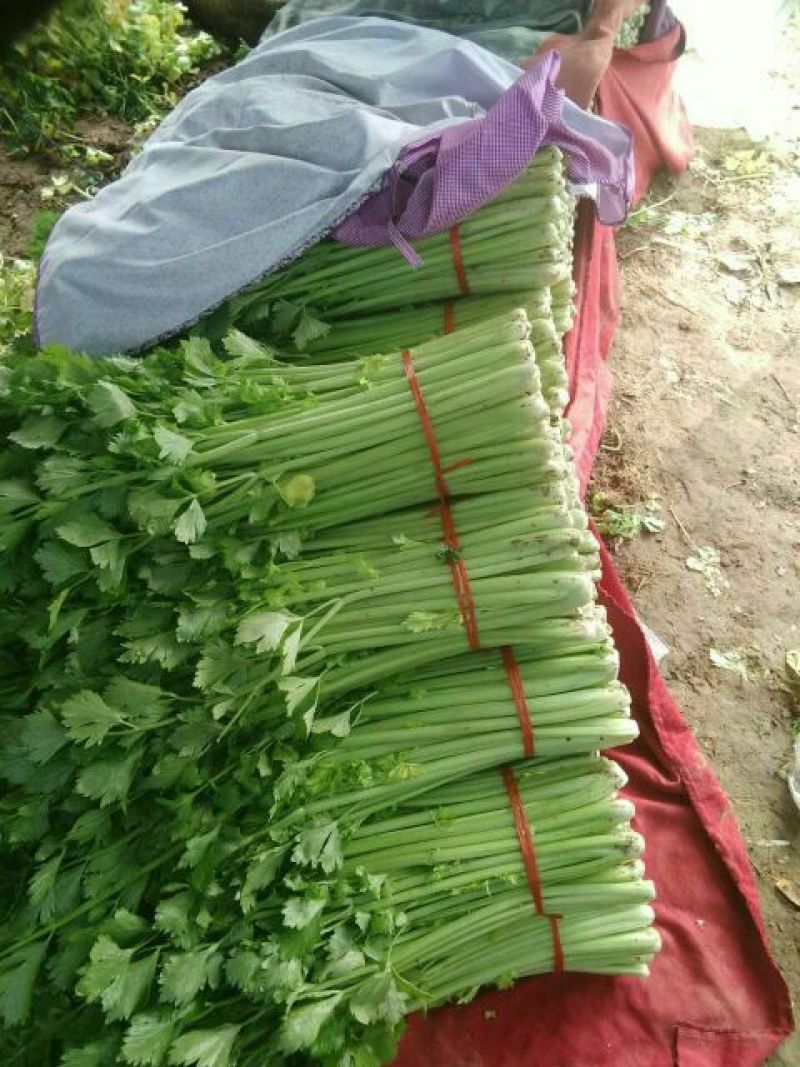 芹菜40cm以上质量好，价格便宜，量大从优。