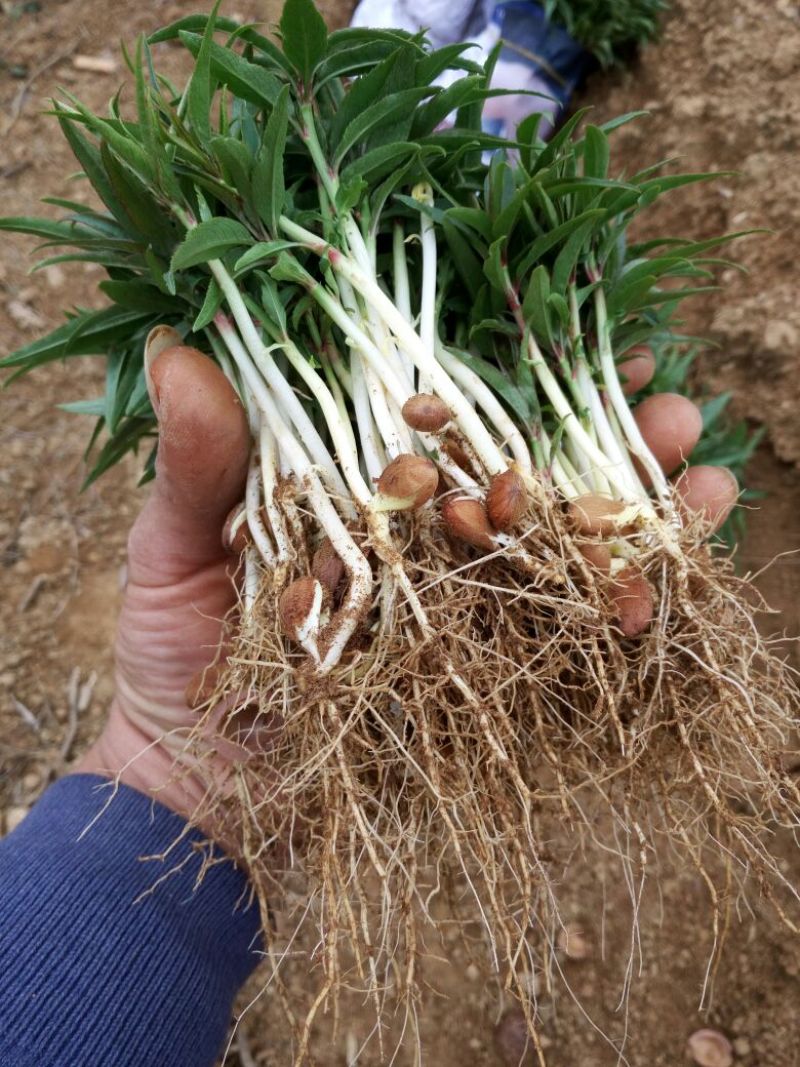 毛桃树苗30cm以下
