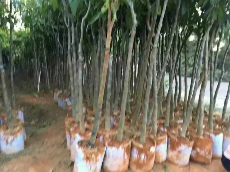 芒果苗米径4cm实生袋苗