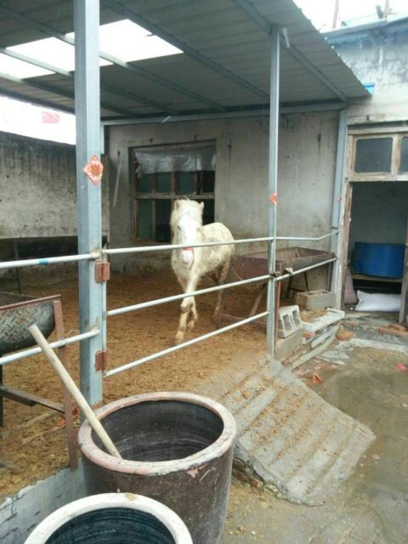 肉马