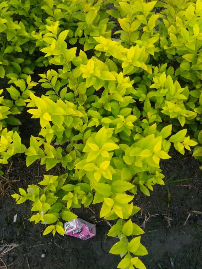 金叶女贞20cm以上