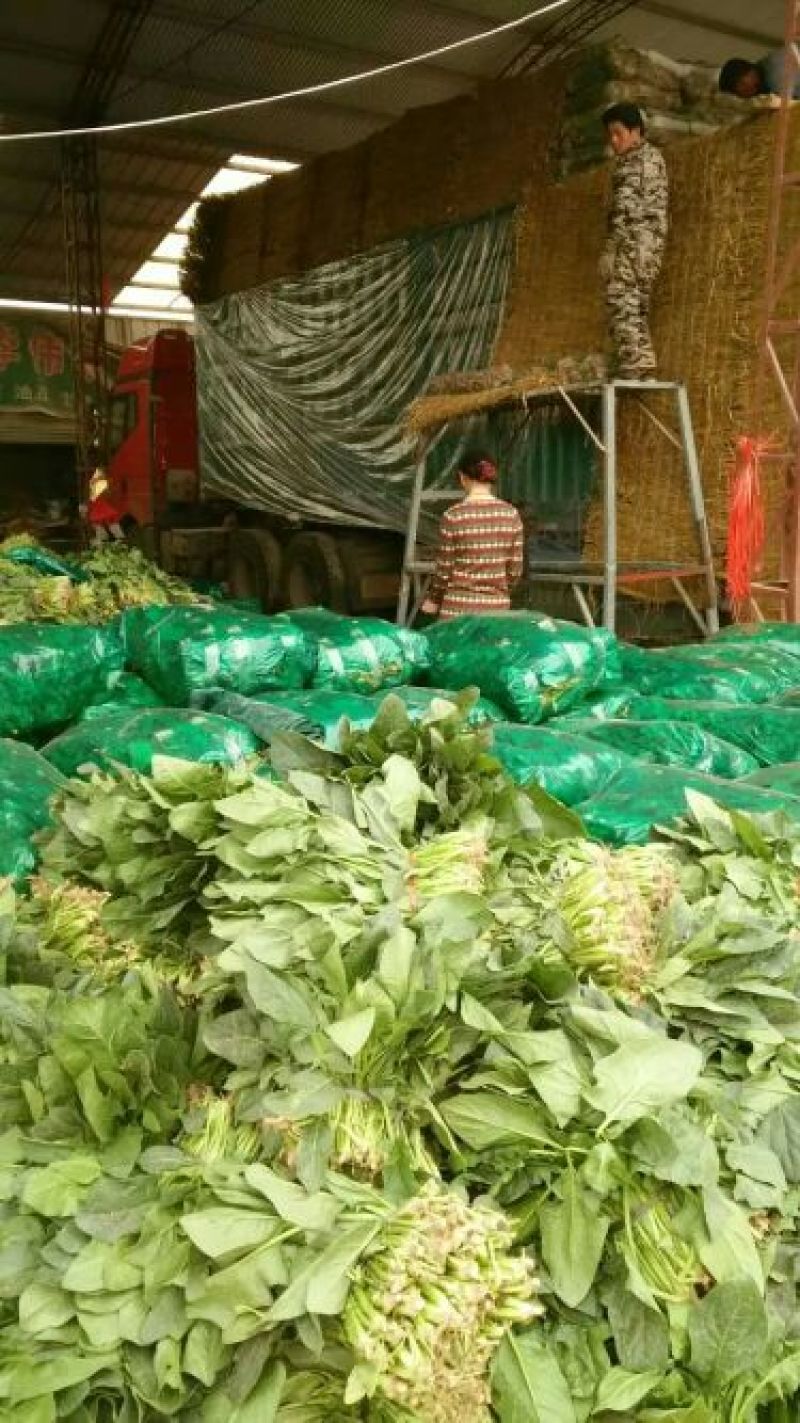 山东优质大叶菠菜大量上市诚信经营品质保证欢迎老板来电采购