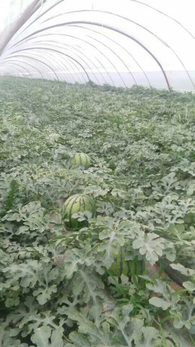 陕西西瓜批发，甜王西瓜基地价格，甜王西瓜产地价格