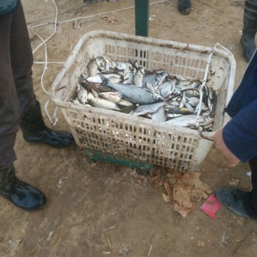 淇河鲫食用