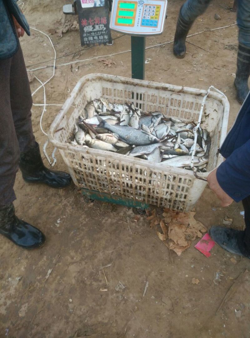 淇河鲫食用