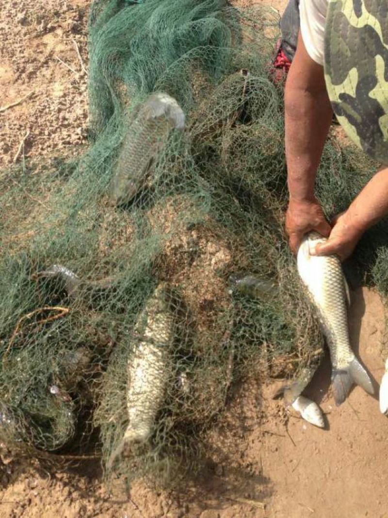 河鲤鱼食用1~2公斤