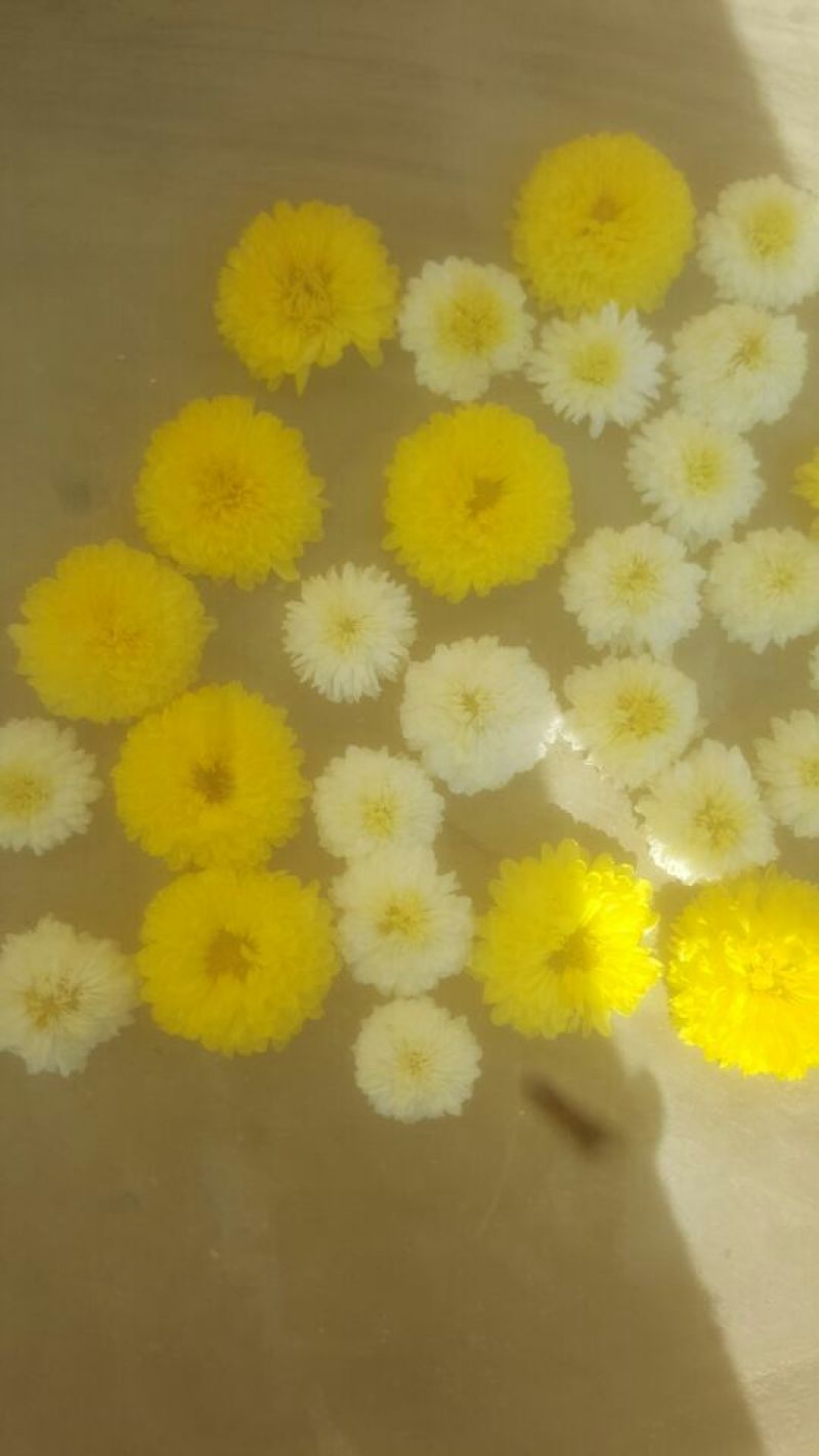 菊花茶