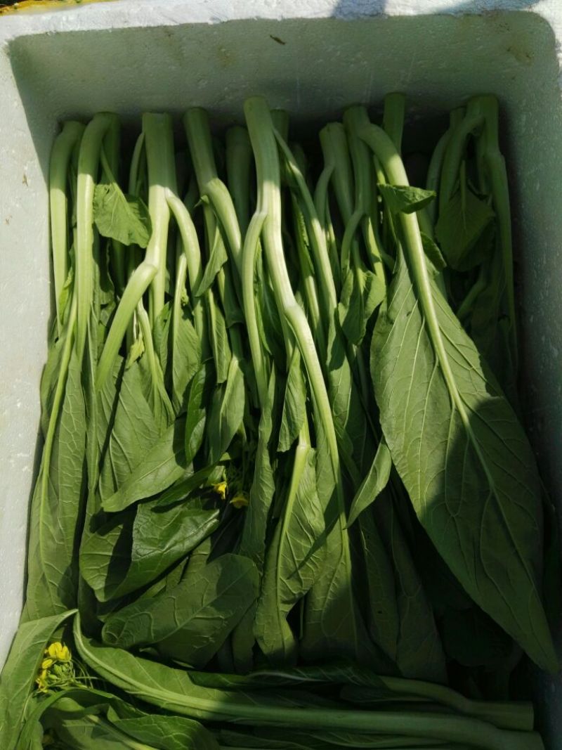 菜苔