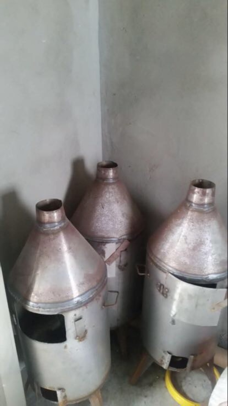 扬州大白鹅苗