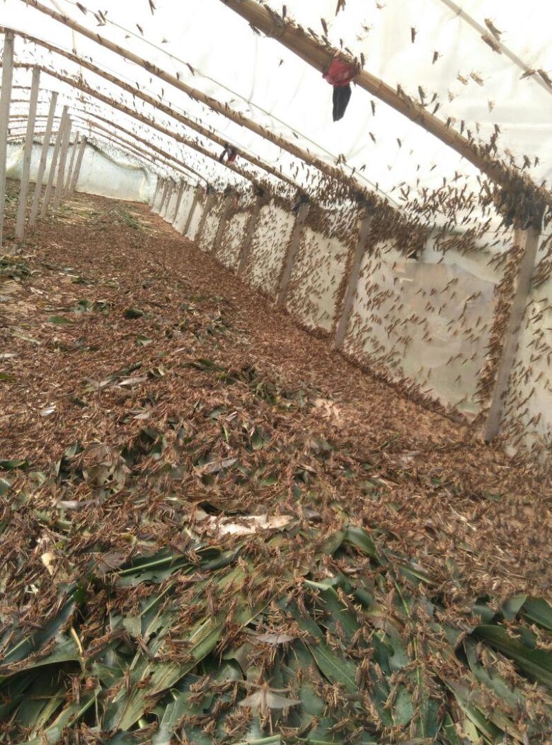 东亚飞蝗食用