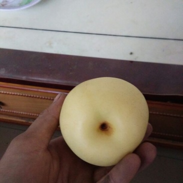 皇冠梨纸加膜